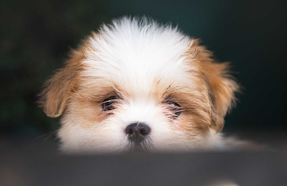 Lhasa Apso suczka z rodowodem FCI