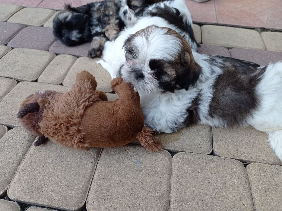 Shih Tzu szczenięta pieski suczki