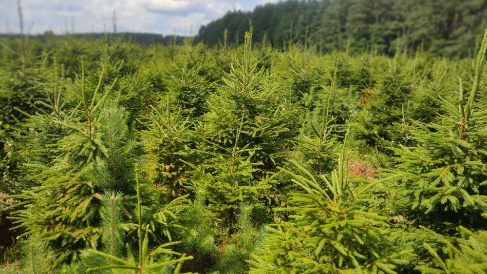 Choinki świerk pospolity