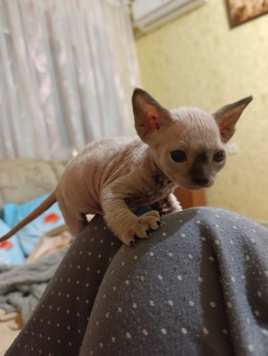 Кошенята канадський Сфінкс