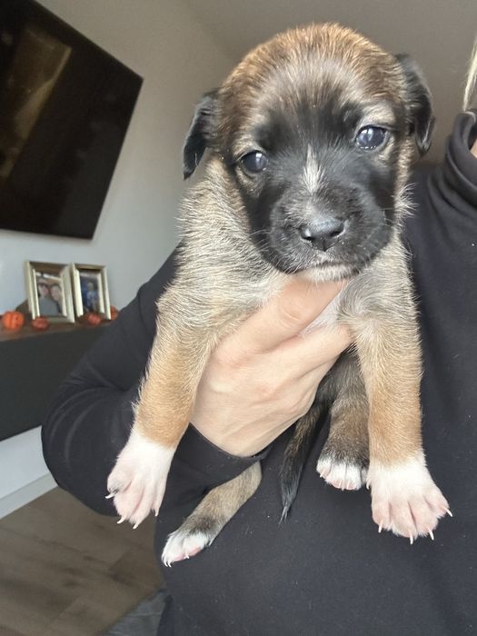 Szczeniak do adopcji Suczka