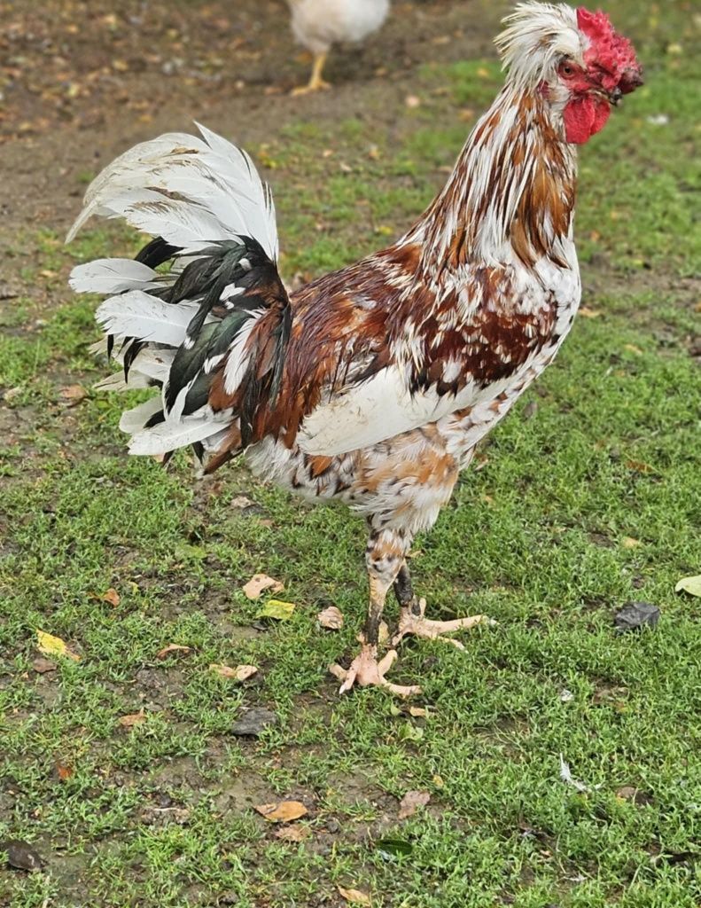 Kogut Czubatki sprzedam