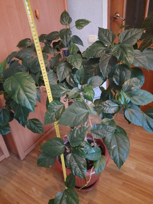 Вазон китайська роза