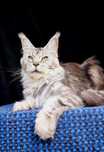 Maine coon, piękna kotka pohodowlana