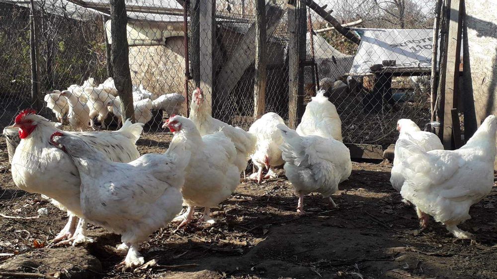 Білий малін, дорослі та курчата