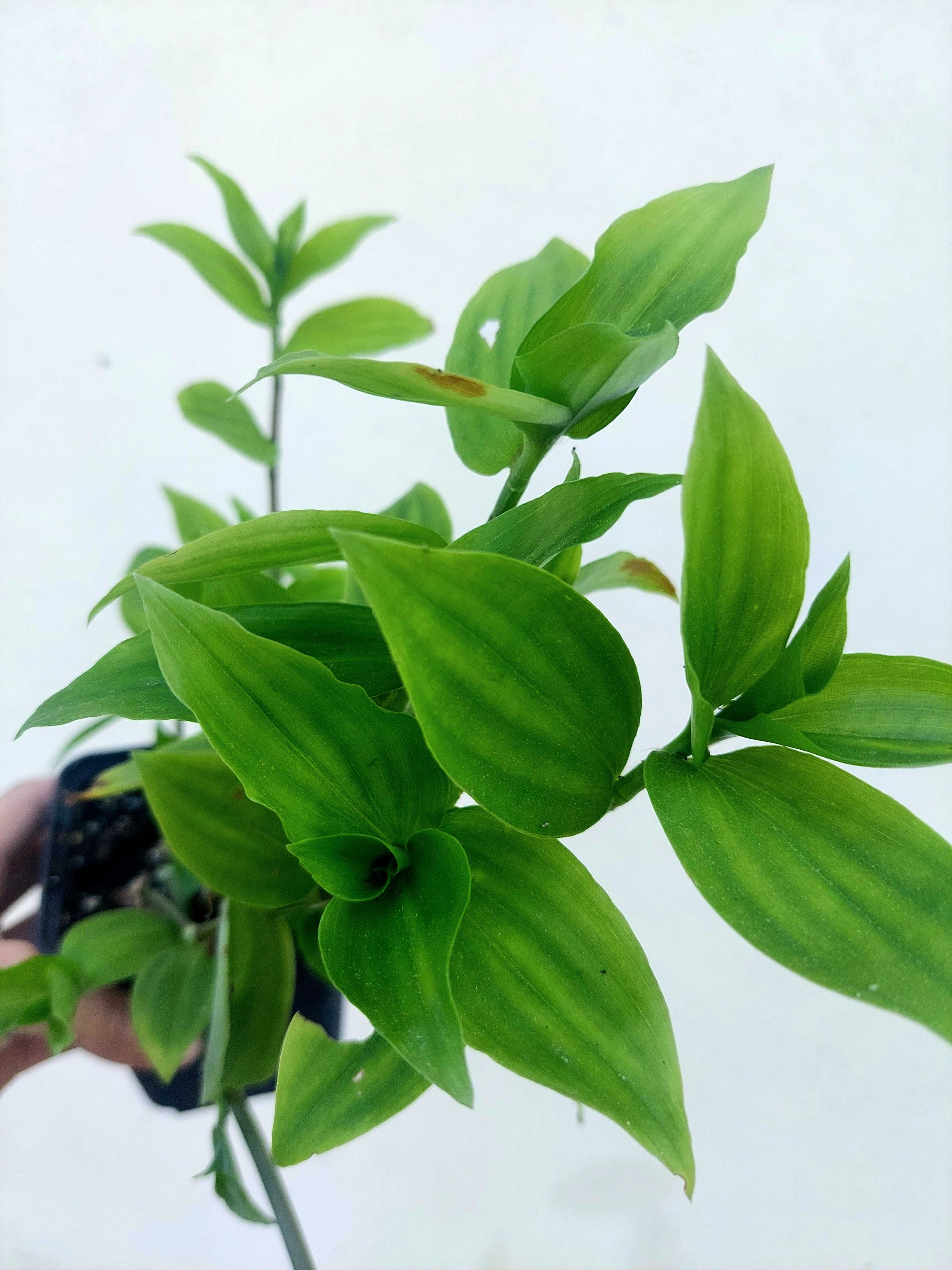 Planta Tradescantia fluminensis