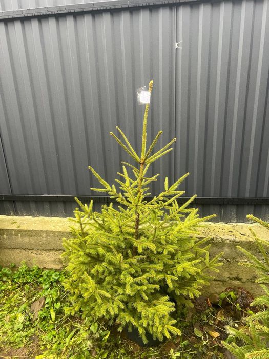 Ялинка в горщику(жива)