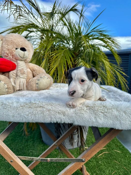 Jack Russell macho lindo
