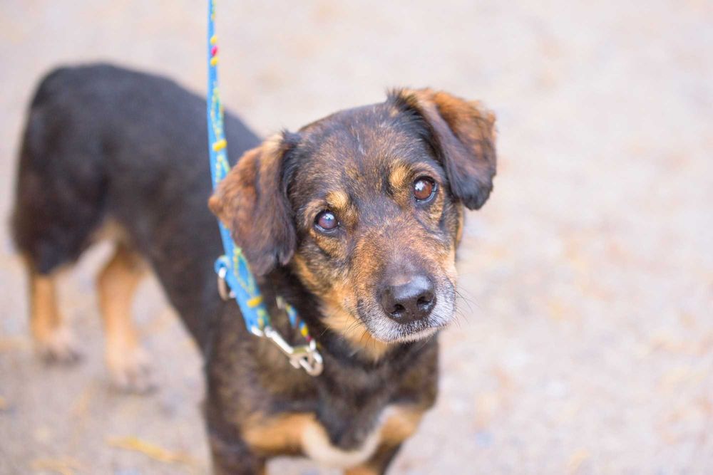 STEFEN - łagodny spokojny pies na tropie dobrego domu