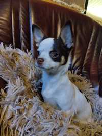 Chihuahua, piesek mini, piesek z rodowodem