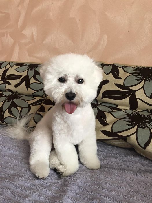 Бішон фрізе в'язка