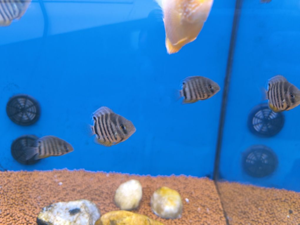 Severum Verde (Heros Severum)