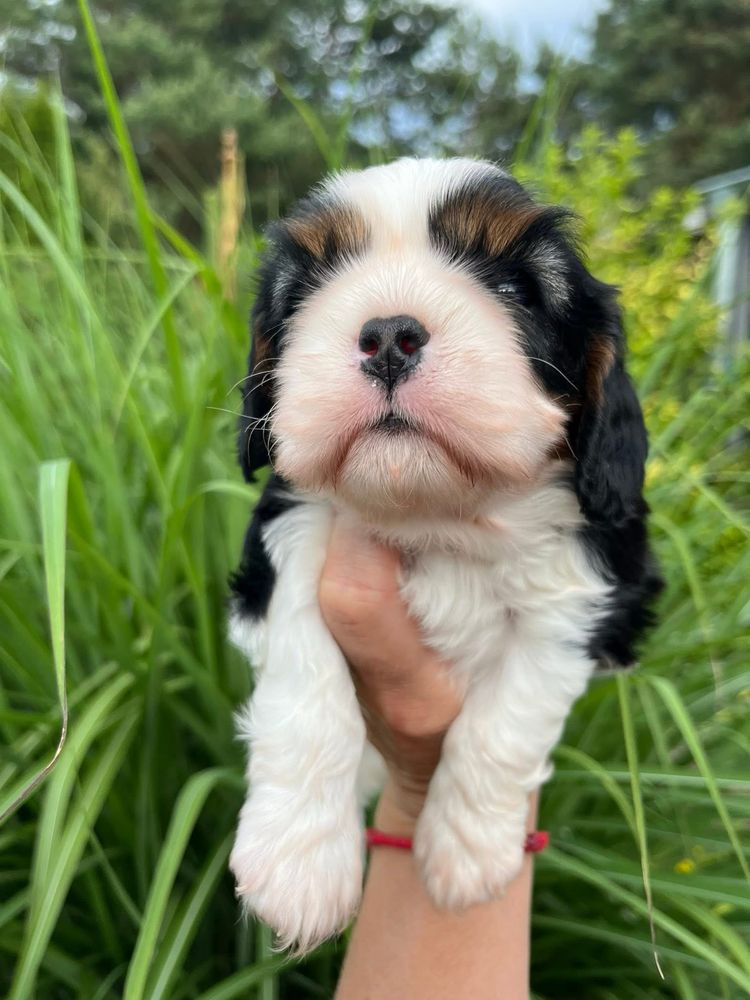 Cavalier King Charles Spaniel szczeniaki