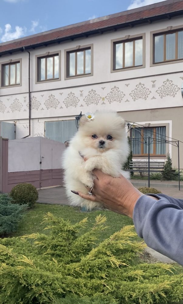 Чистокровні Померанчики