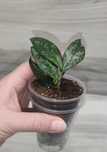 Хойя Hoya Crassipetiollata splash, Caudata Big Green leaves та ін.
