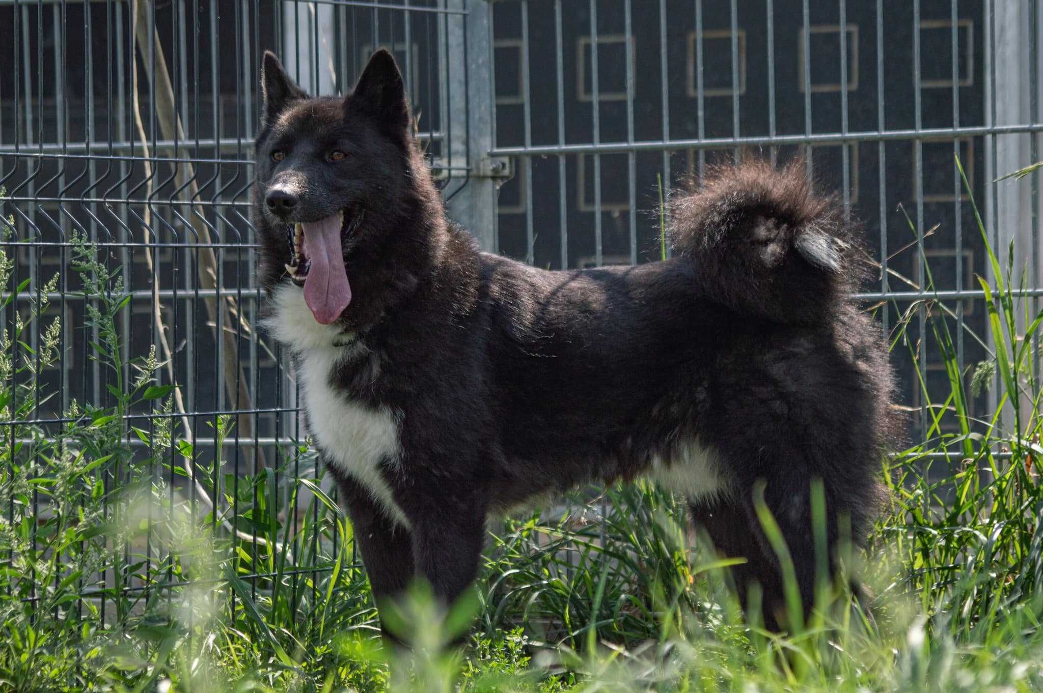 Żwirek poleca się do adopcji