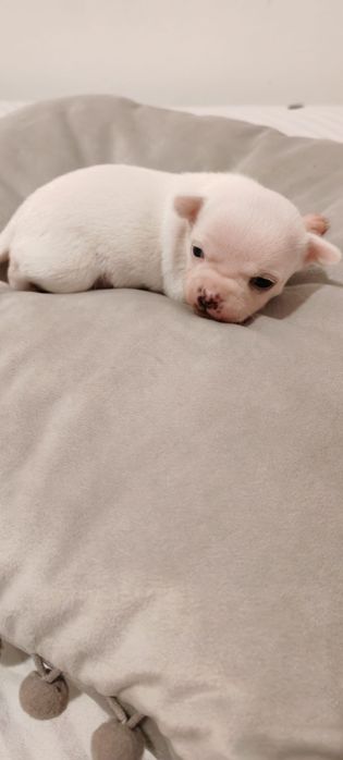 Chihuahua maravilhoso