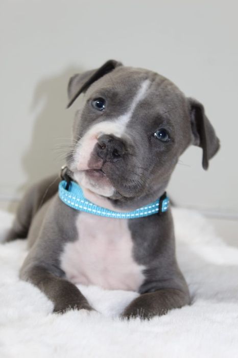 Amstaf Amstaff Amstaffy American Staffordshire Terier