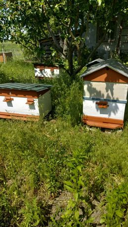 Бджолосім'ї з вуликами / Пчелосемьи с уликами