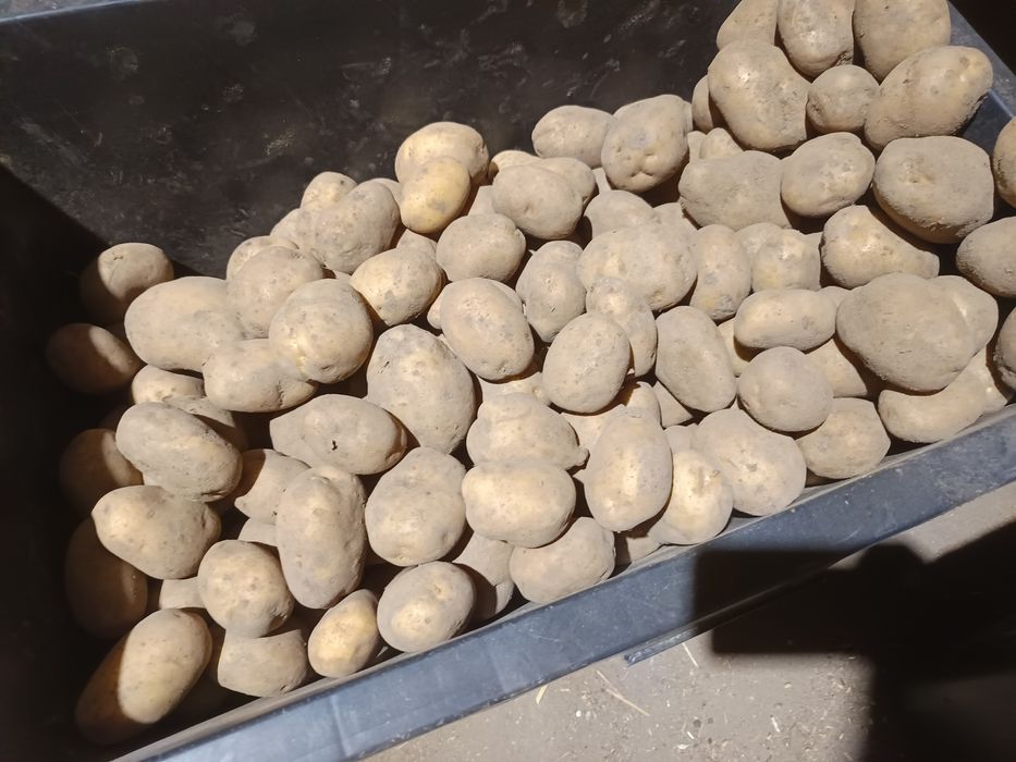 Ziemniaki Denar wielkości sadzeniaków