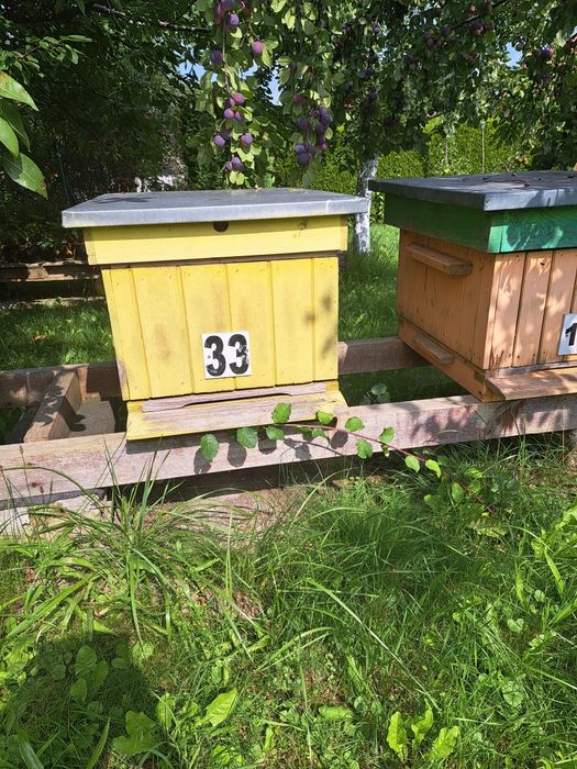 Ule wielkopolskie 12 ramkowe