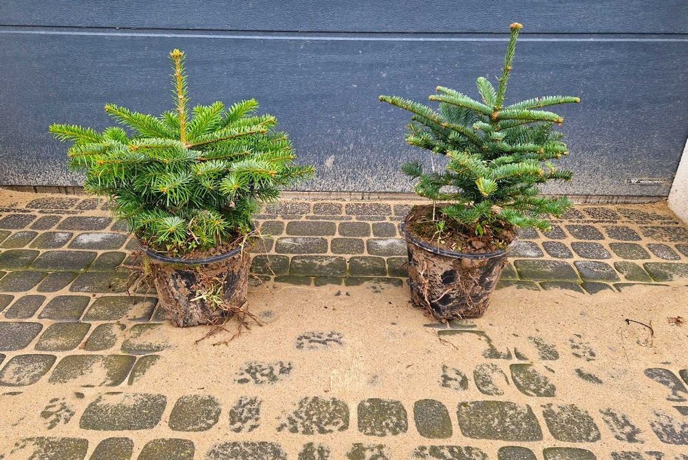 Jodła Szlachetna (Abies Procera Nobilis) w donicy, wysokość 40 cm