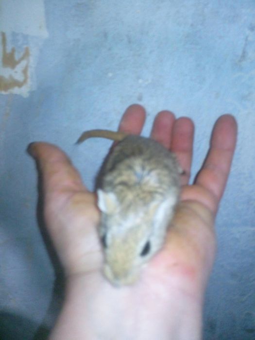 Декоративні кольорові миші піщанки