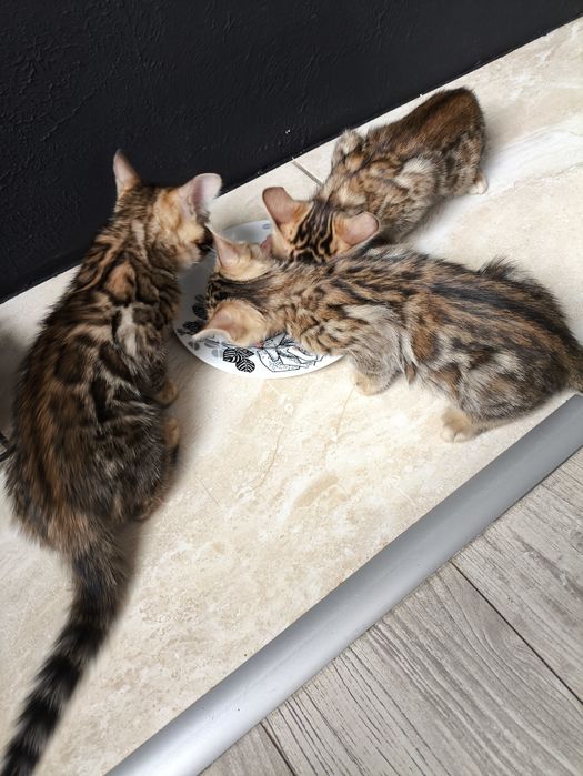 Kotek, kotki bengalskie