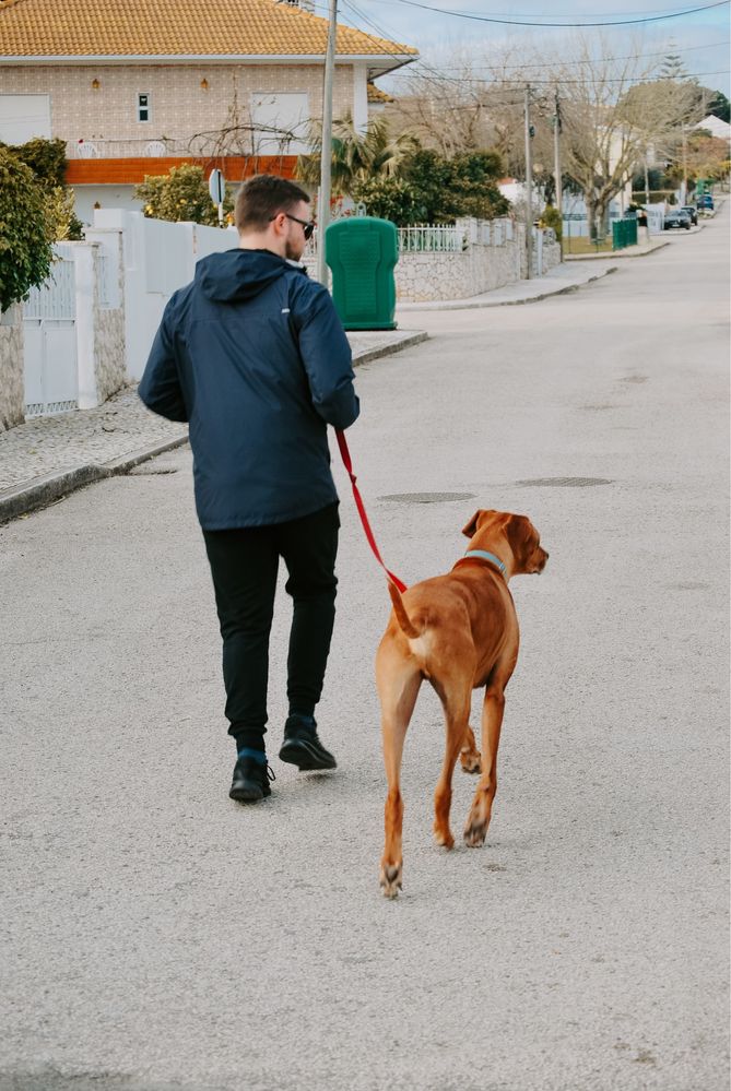 BooWhiskers - Petsitting & Dog Walking