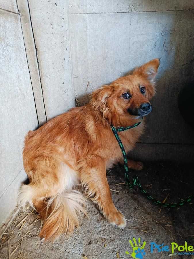 Rudy, puszysty Messi szuka domu