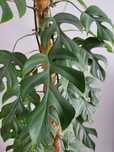 Monstera minima, raphidophora tetrasperma