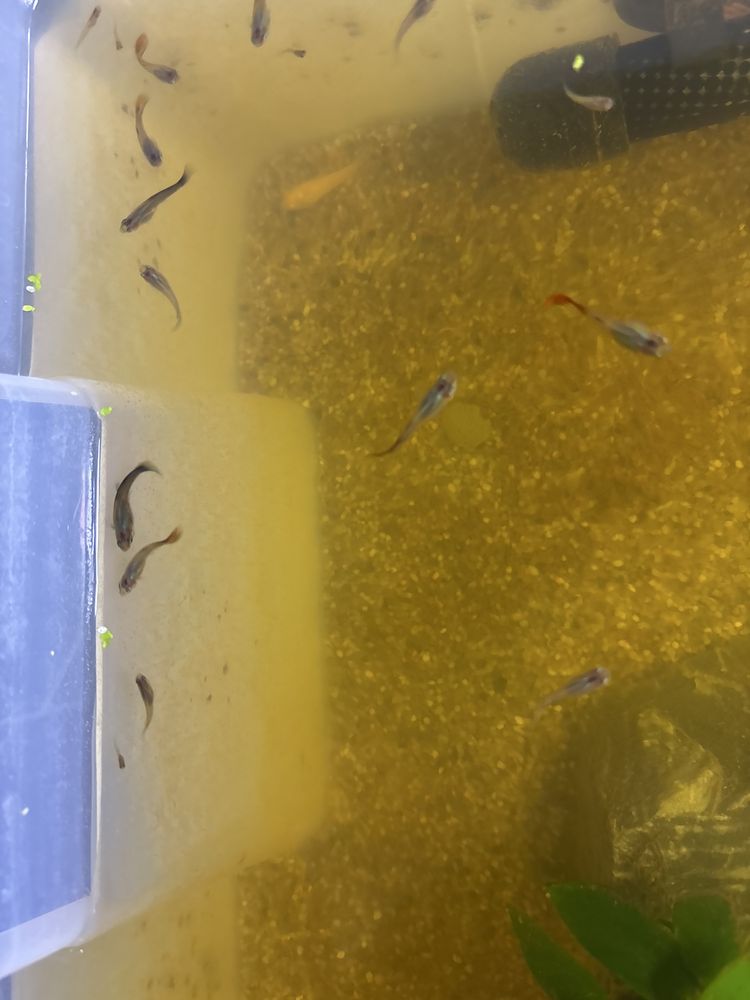 Guppys sortidos várias cores