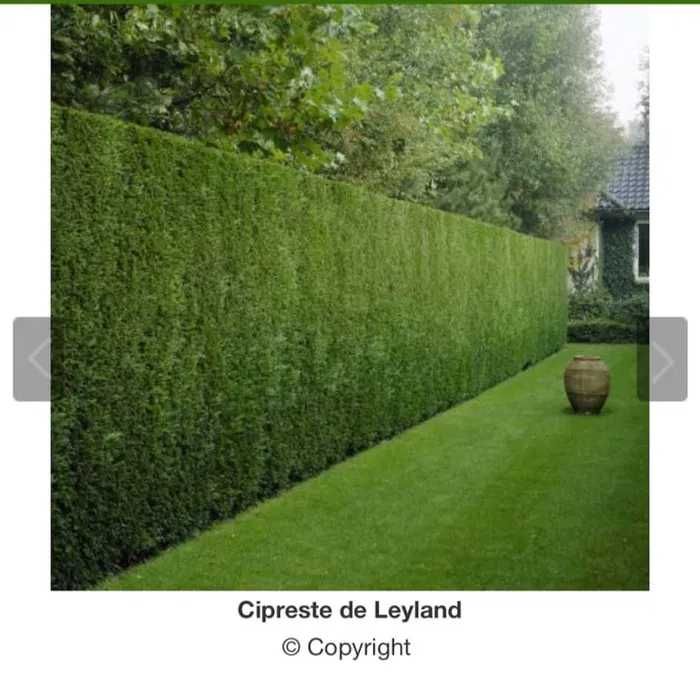 Ciprestes Leylandii (70-90 cm)