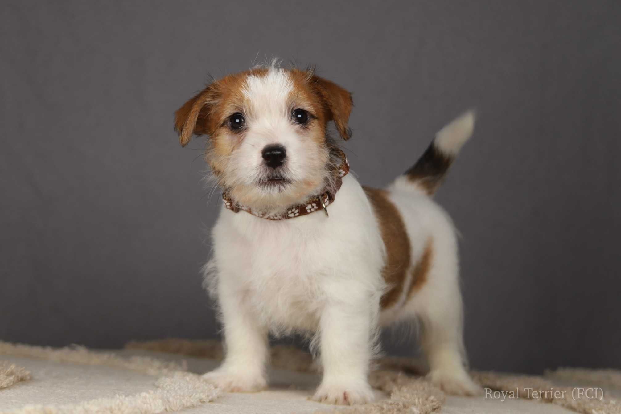 piesek Jack Russell terrier ZKWP/FCI szorstkowłosy