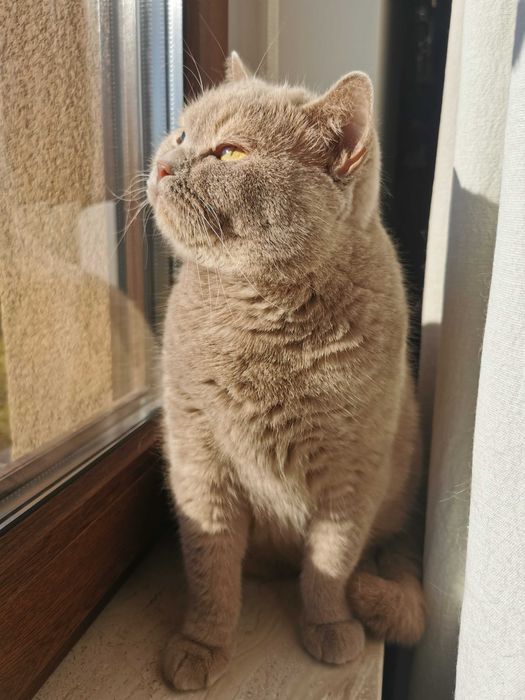 Płowa szylkretka w opcji pohodowlanej - hodowla Apollove.