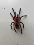 Pamphobeteus sp. machala L3 ptasznik pająk