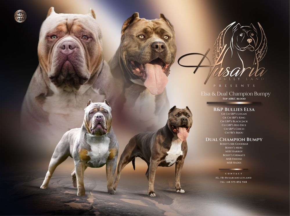 Zapowiedź miotu American Bully XL - samce