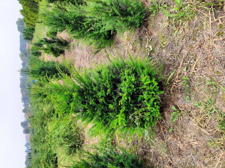 Cis pospolity soliter (taxus baccata)