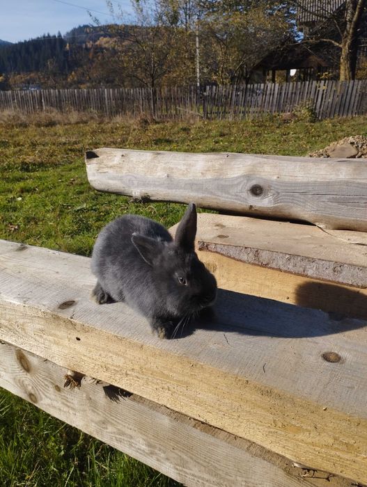 Віденський голубий