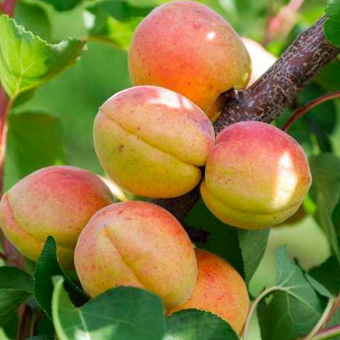 Саджанці колоноподібного абрикосу Роздріб-ОПТ/Саженцы абрикоса Оптом