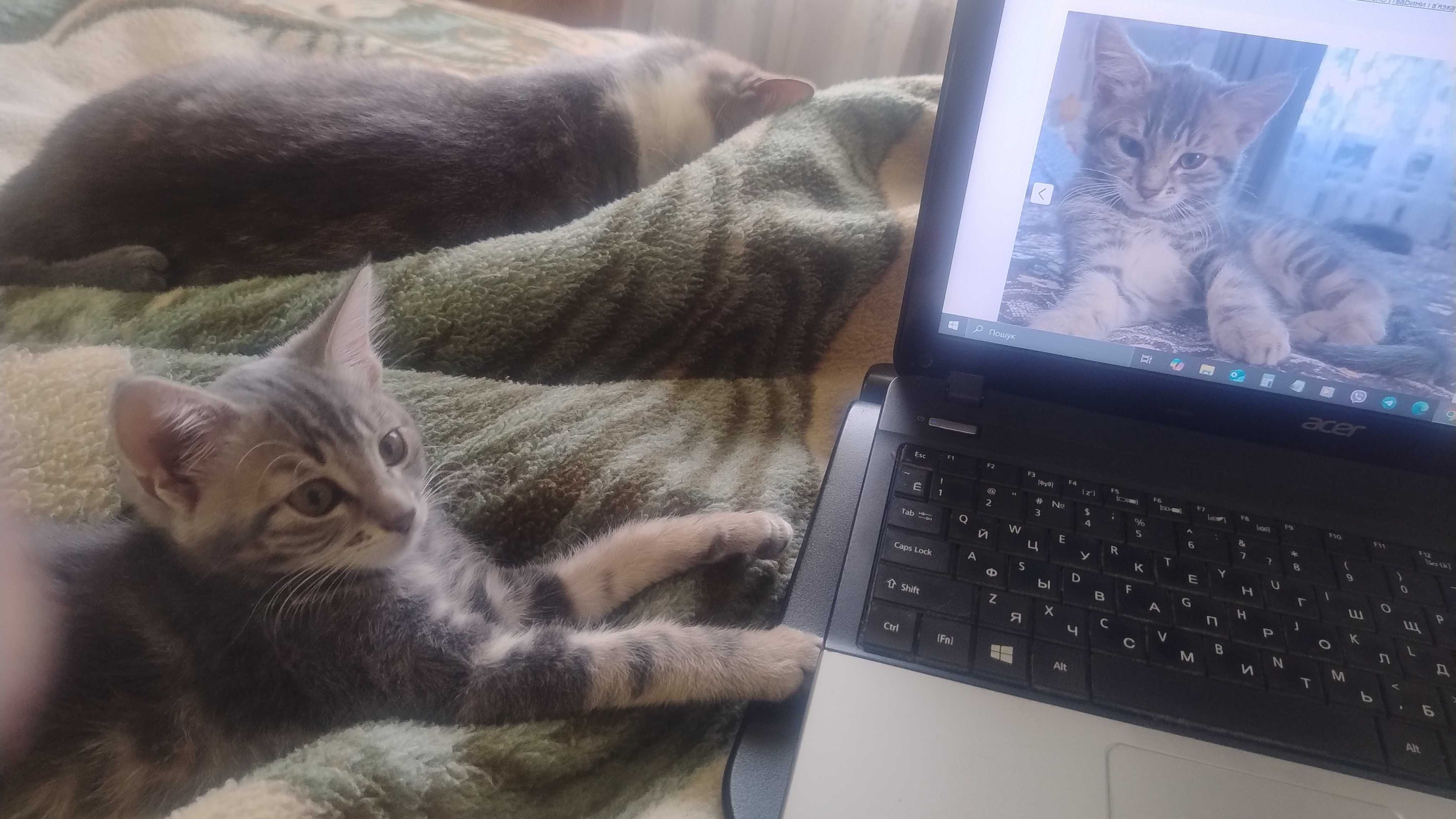 Кошеня шукає люблячу родину !!!