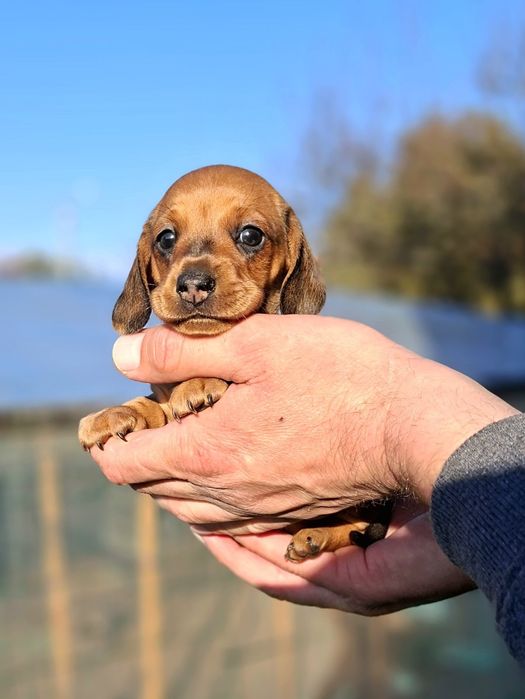Jamnik krótkowłosy suczka