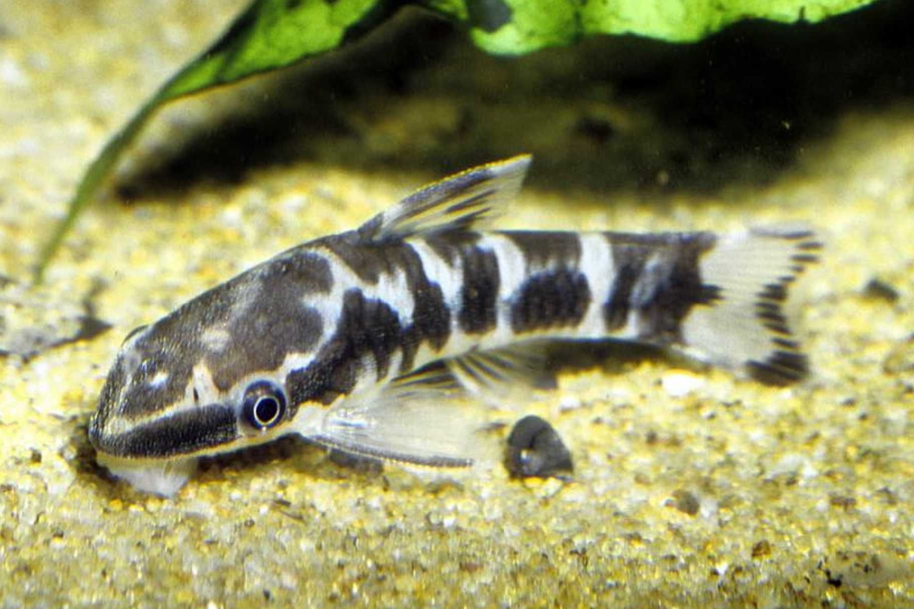 Otosek zebra - Otocinclus cocama - Otos - zjada glony - dowóz, wysyłka