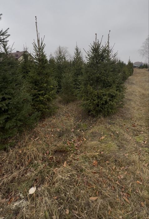 Sprzedaż choinek - h u r t o w o   z własnej plantacji