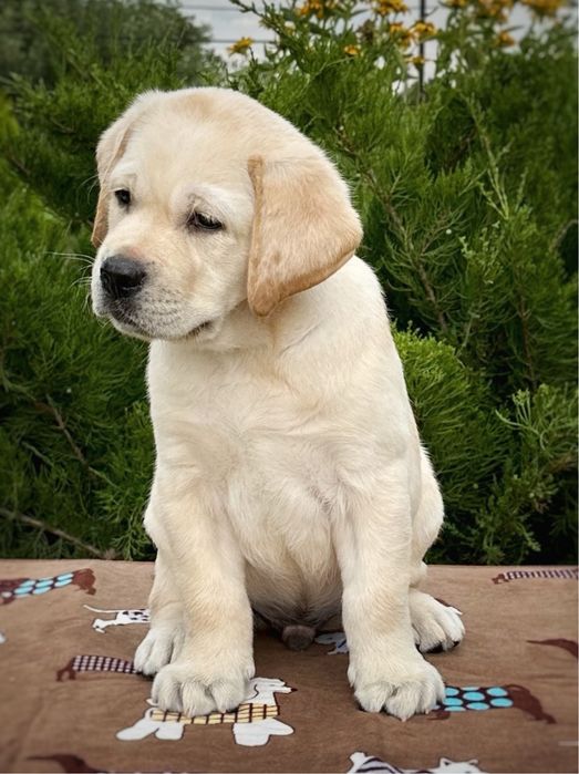 Породні цуценята у розпліднику КСУ-FCI.