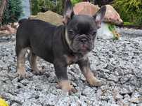 Buldog Francuski śliczna suczka Blue Tan