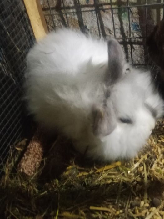 Sprzedam króliczki miniaturki