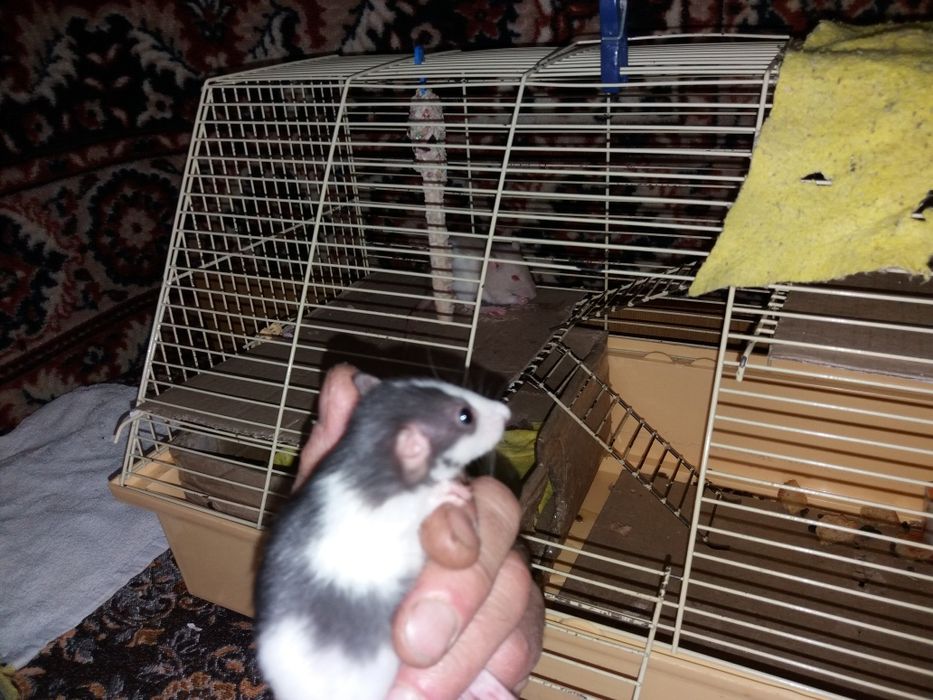 Крыски домашние, умные , 1 месяц от рождения.