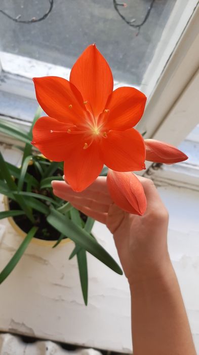 Фикусы, хлорофитум, драцена душистая