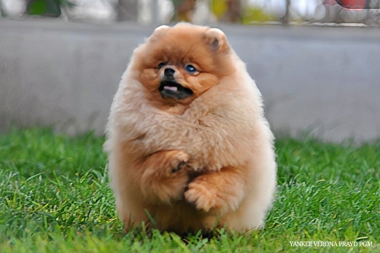 Зацілована красуня Верона